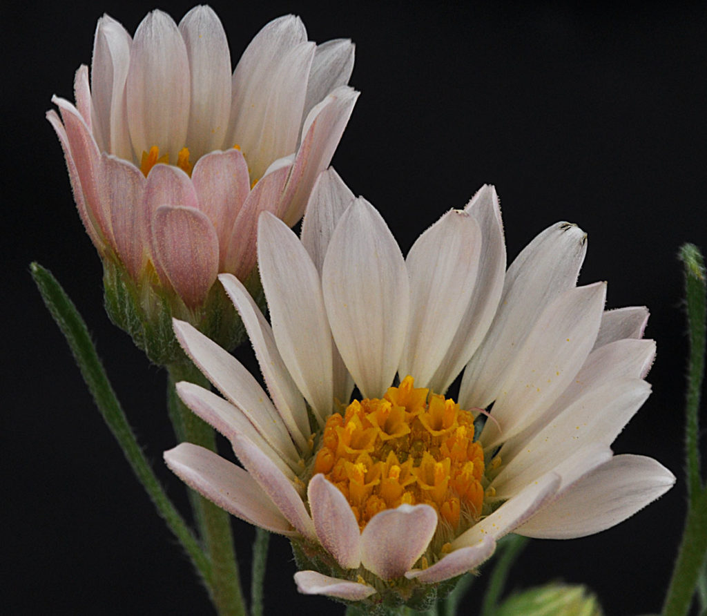Flora of Eastern Washington Image: Townsendia florifer top view of two flowers