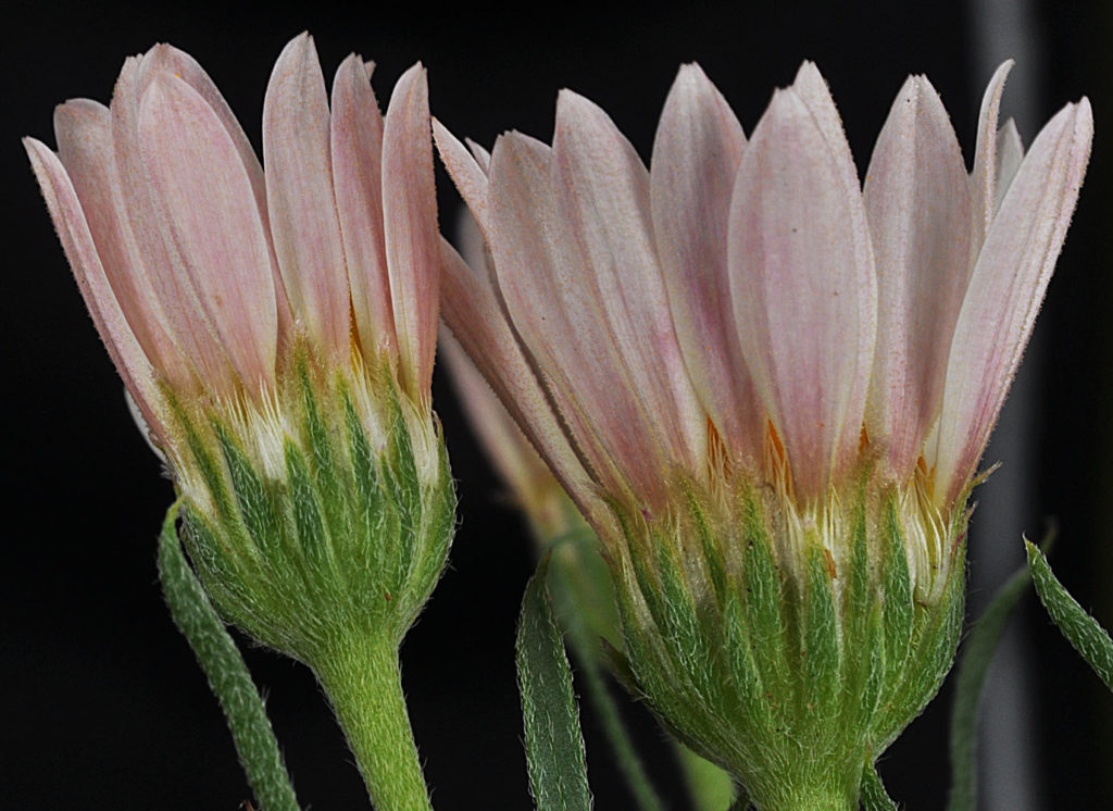 Flora of Eastern Washington Image: Townsendia florifer side view of two flower bulbs