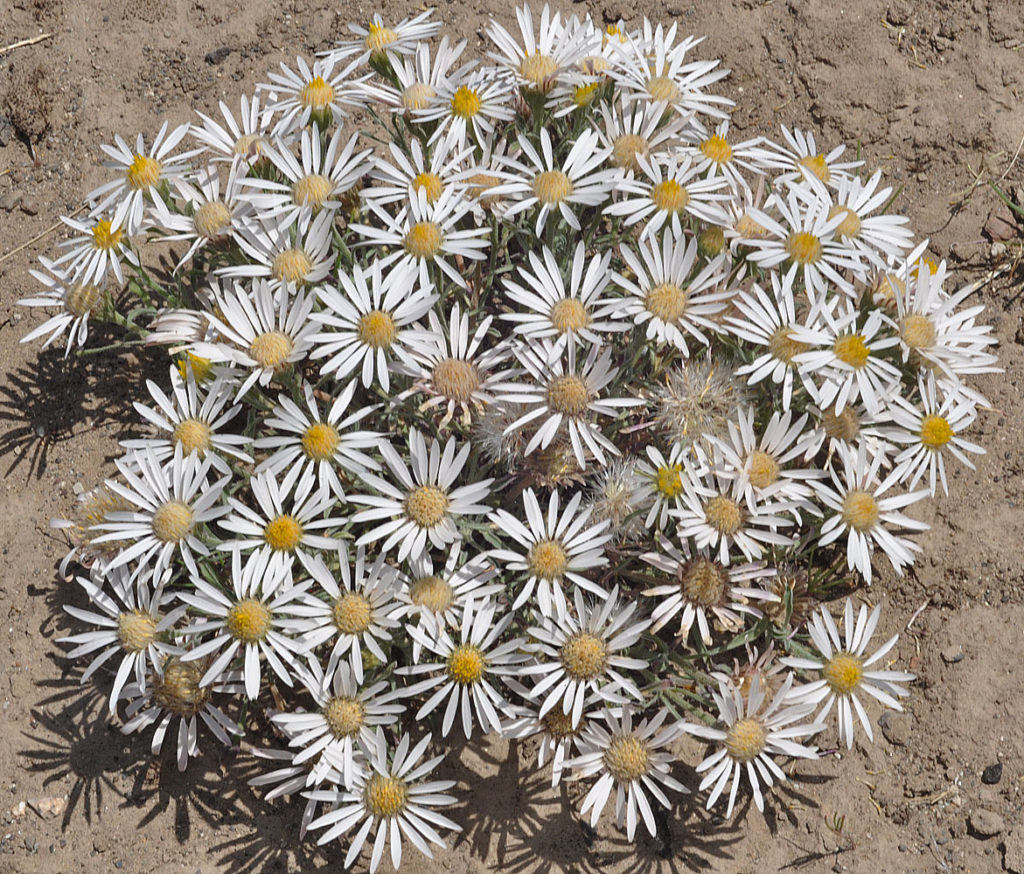Flora of Eastern Washington Image: Townsendia florifer full plant in nature