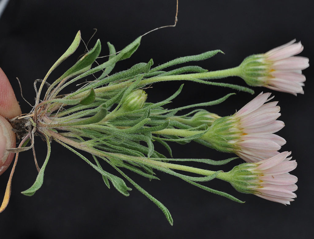 Flora of Eastern Washington Image: Townsendia florifer rooted section of plant side view