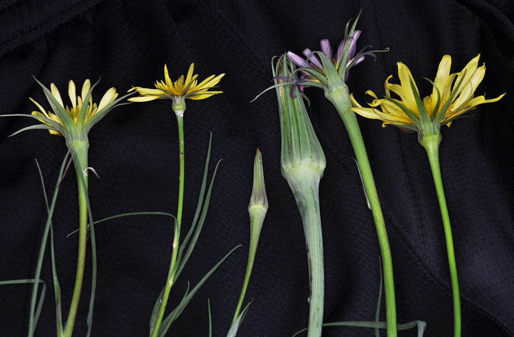 Flora of Eastern Washington Image: Tragopogon floccosus four plants in lab zoomed