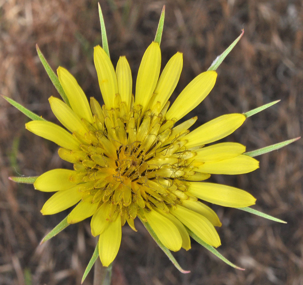 Flora of Eastern Washington Image: Tragopogon dubius top view center of flower in nature