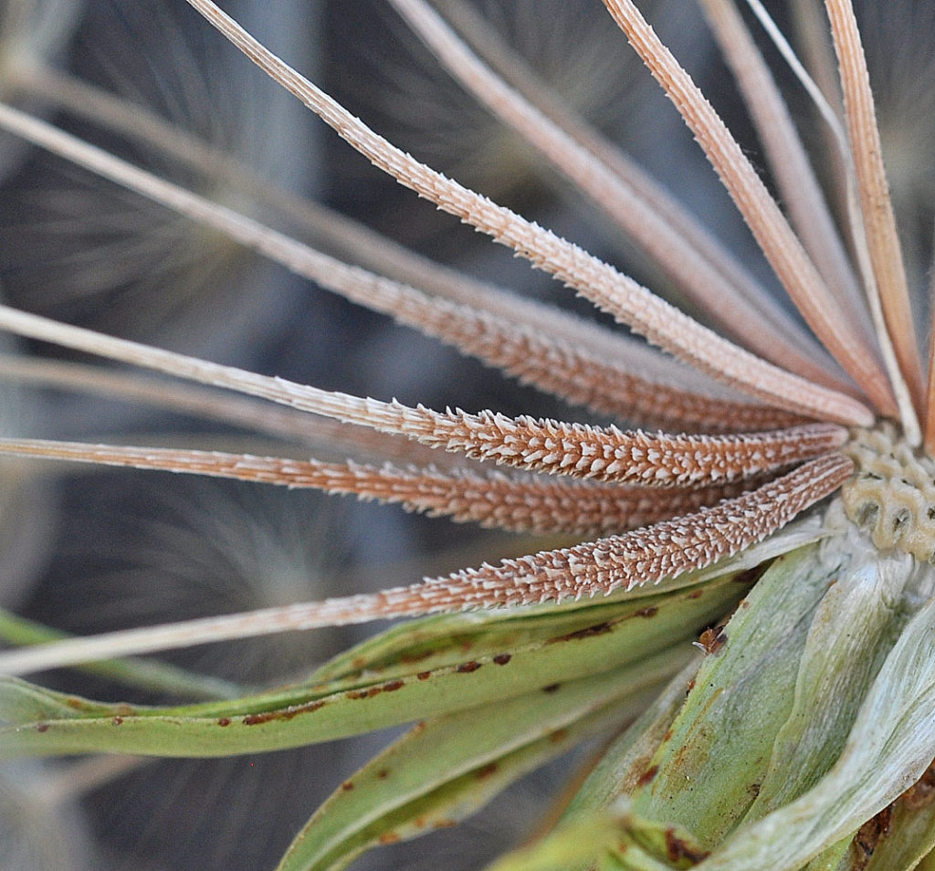 Flora of Eastern Washington Image: Tragopogon dubius many leaves
