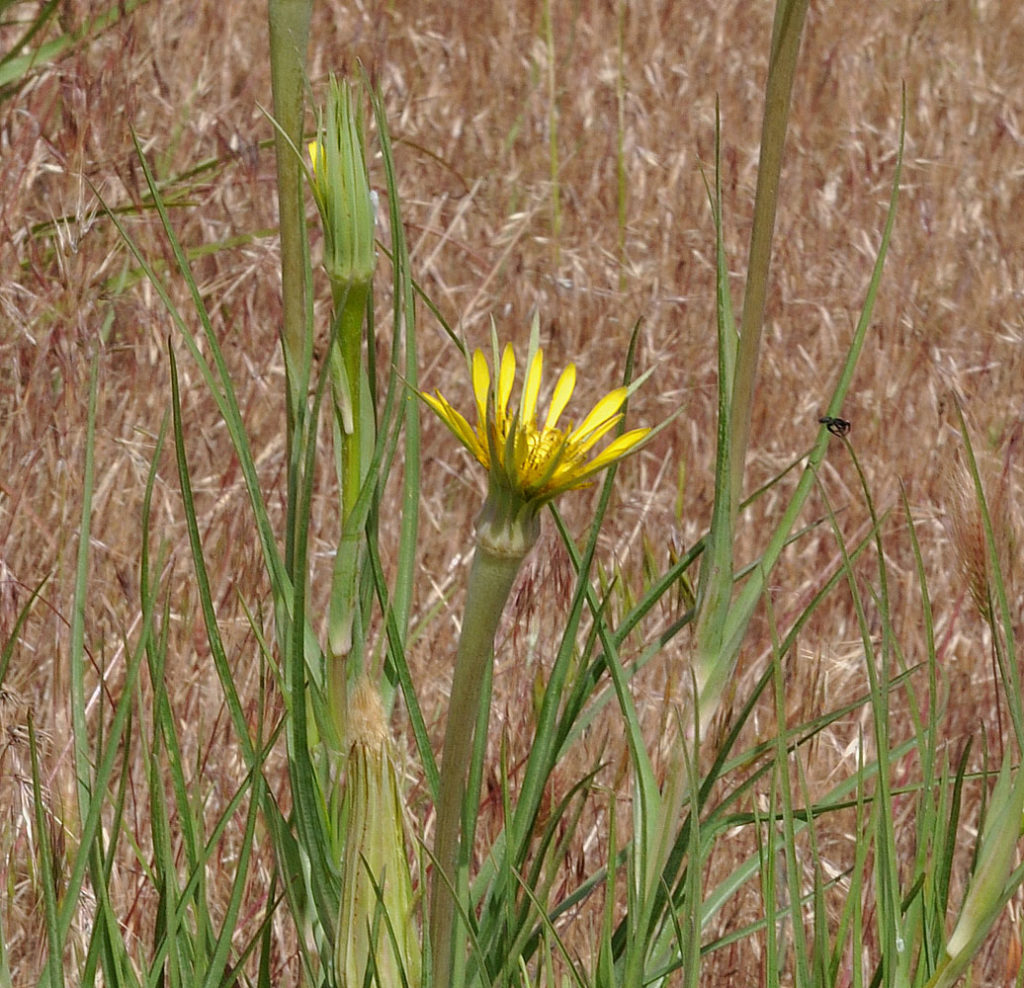 Flora of Eastern Washington Image: Tragopogon dubius zoomed on one flowerr in nature