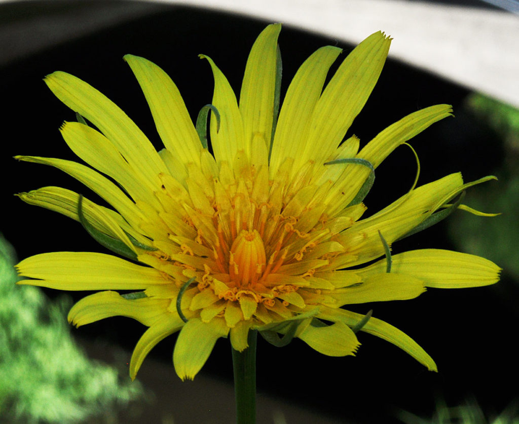 Flora of Eastern Washington Image: Tragopogon floccosus top view darker