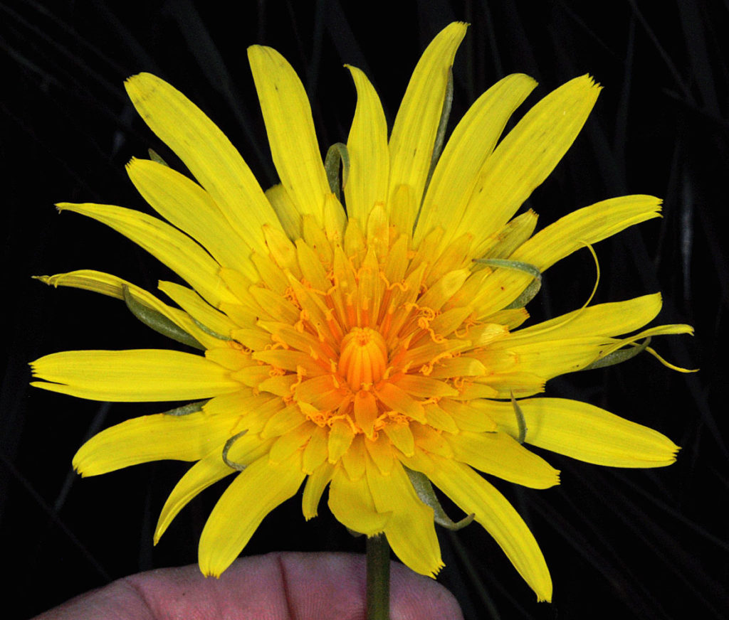 Flora of Eastern Washington Image: Tragopogon floccosus top view