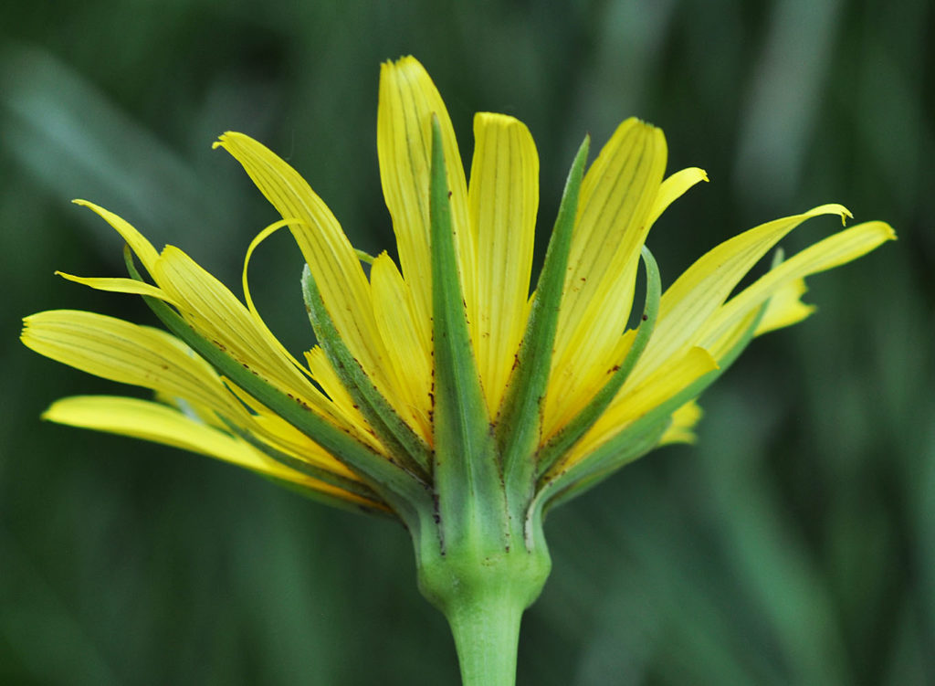 Flora of Eastern Washington Image: Tragopogon floccosus underside of flowers in nature