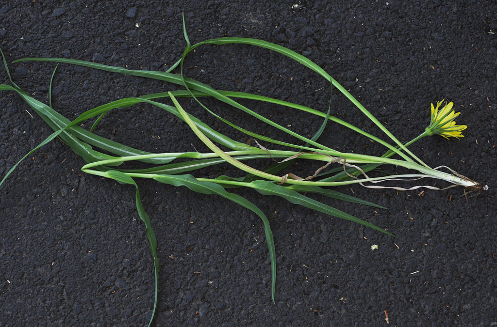 Flora of Eastern Washington Image: Tragopogon floccosus stems and leaves
