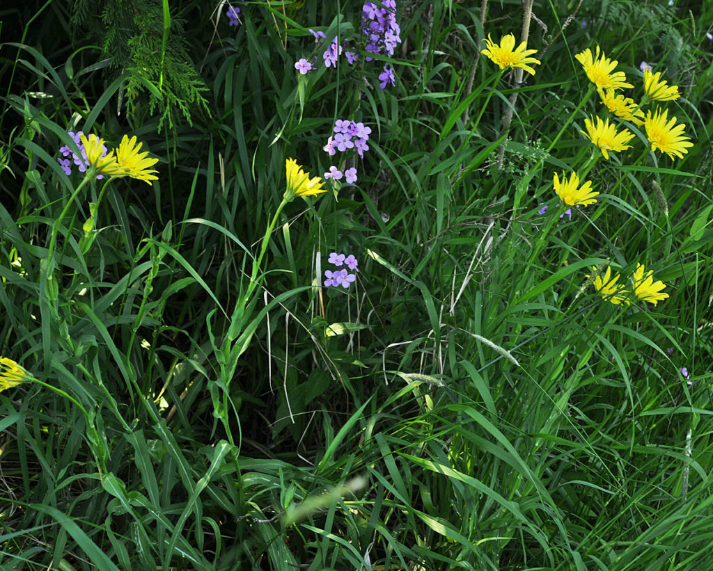 Flora of Eastern Washington Image: Tragopogon floccosus full plant in nature