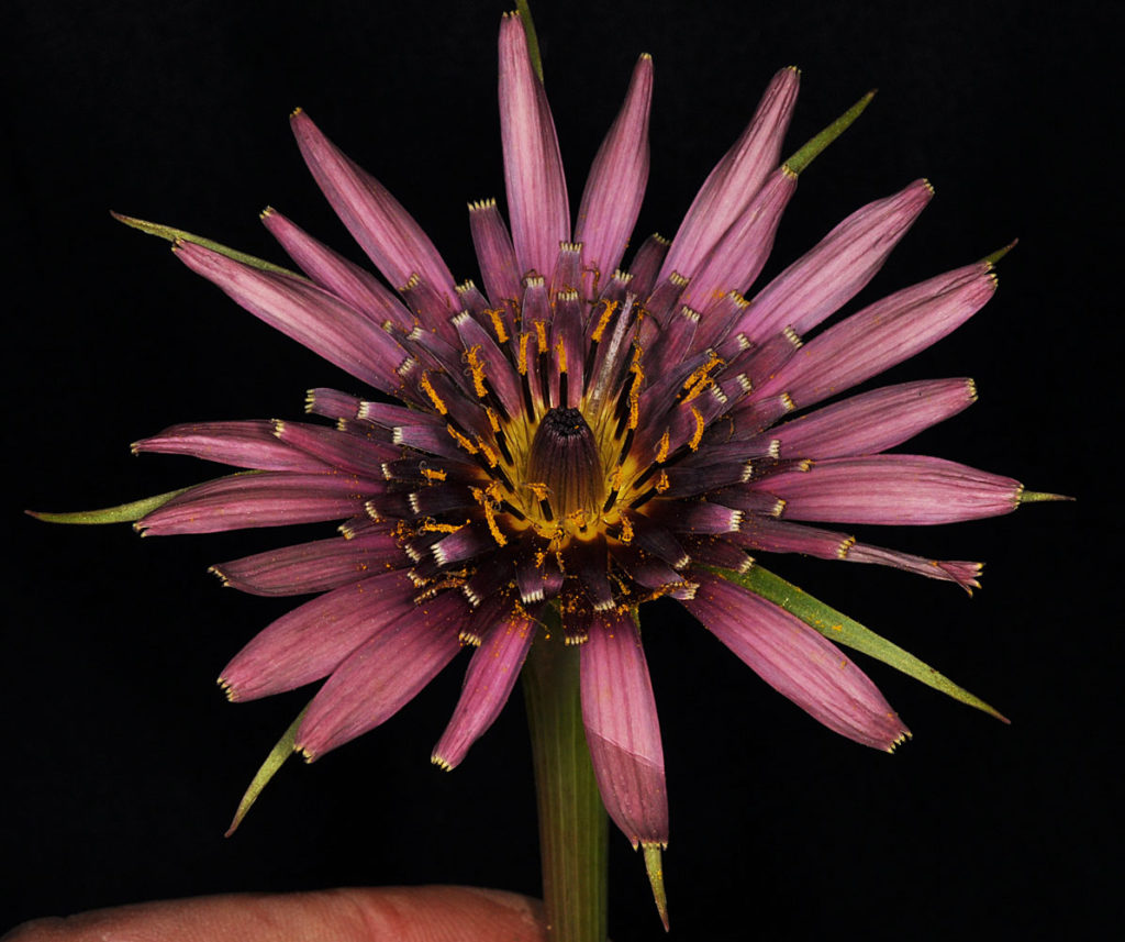 Flora of Eastern Washington Image: Tragopogon dubius Xporrifolius top view of flower