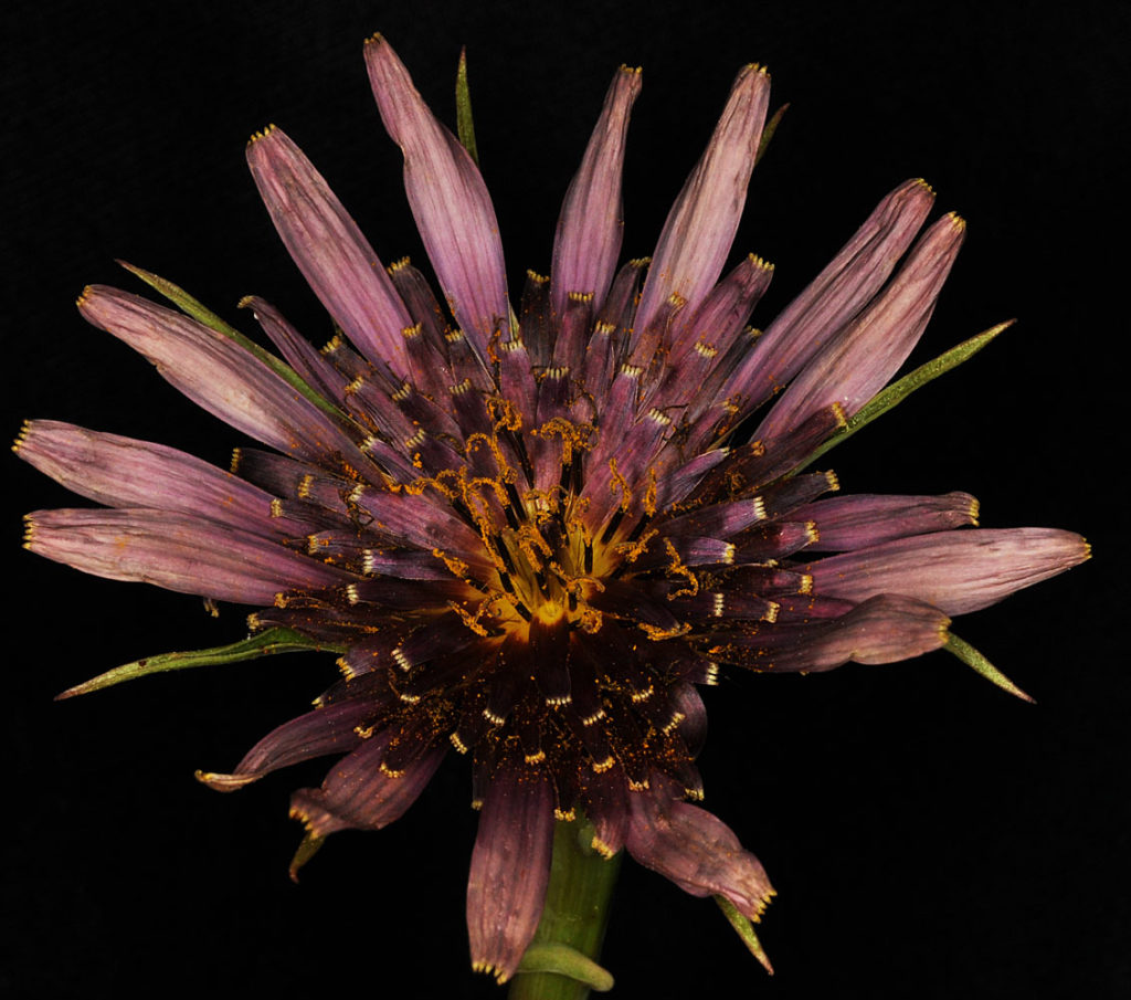 Flora of Eastern Washington Image: Tragopogon dubius Xporrifolius center of flower