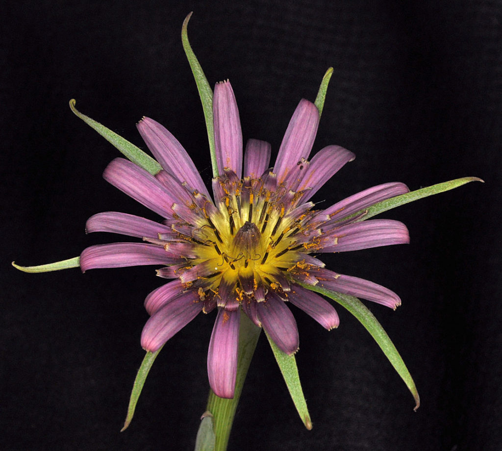 Flora of Eastern Washington Image: Tragopogon mirus front side view of flower