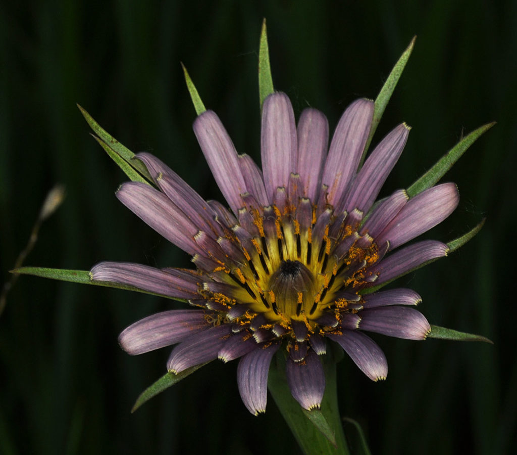 Flora of Eastern Washington Image: Tragopogon mirus top view of flower