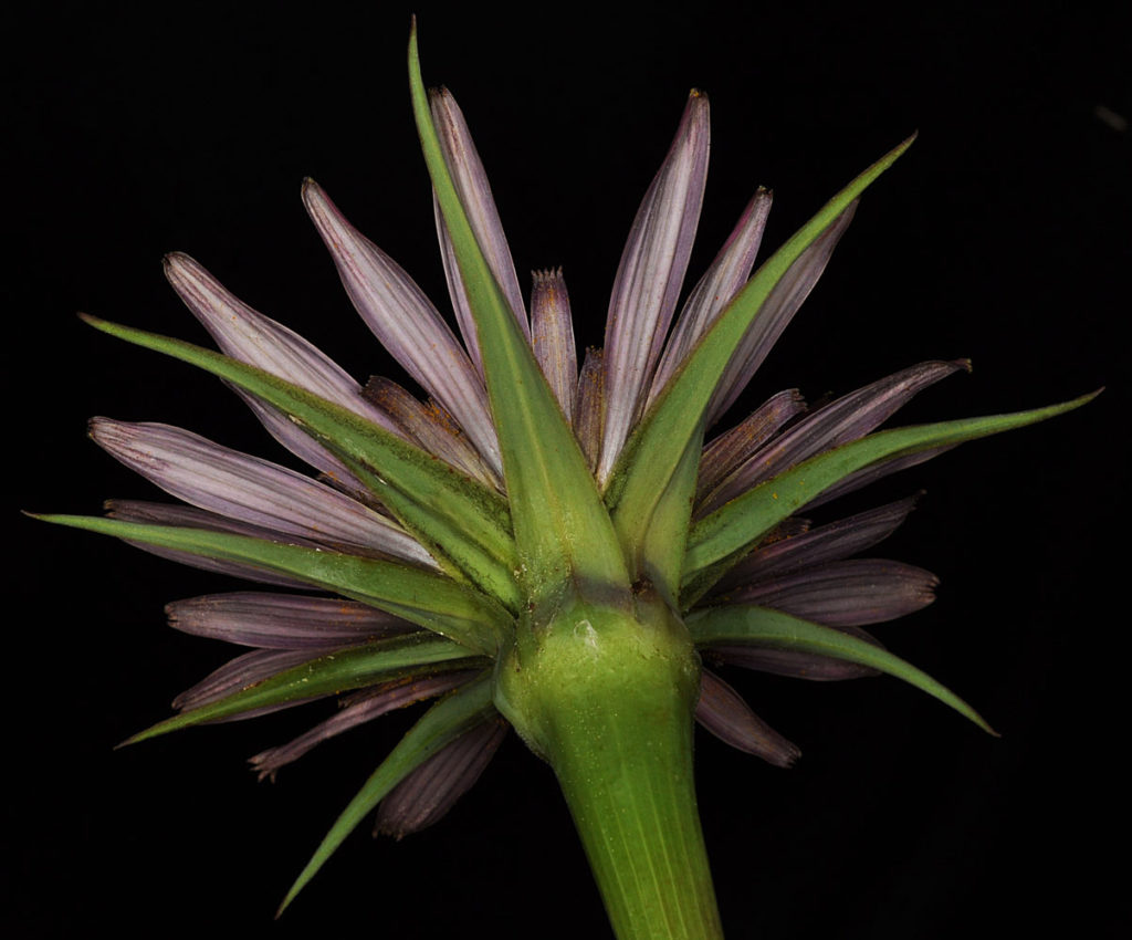 Flora of Eastern Washington Image: Tragopogon dubius Xporrifolius underside of flower