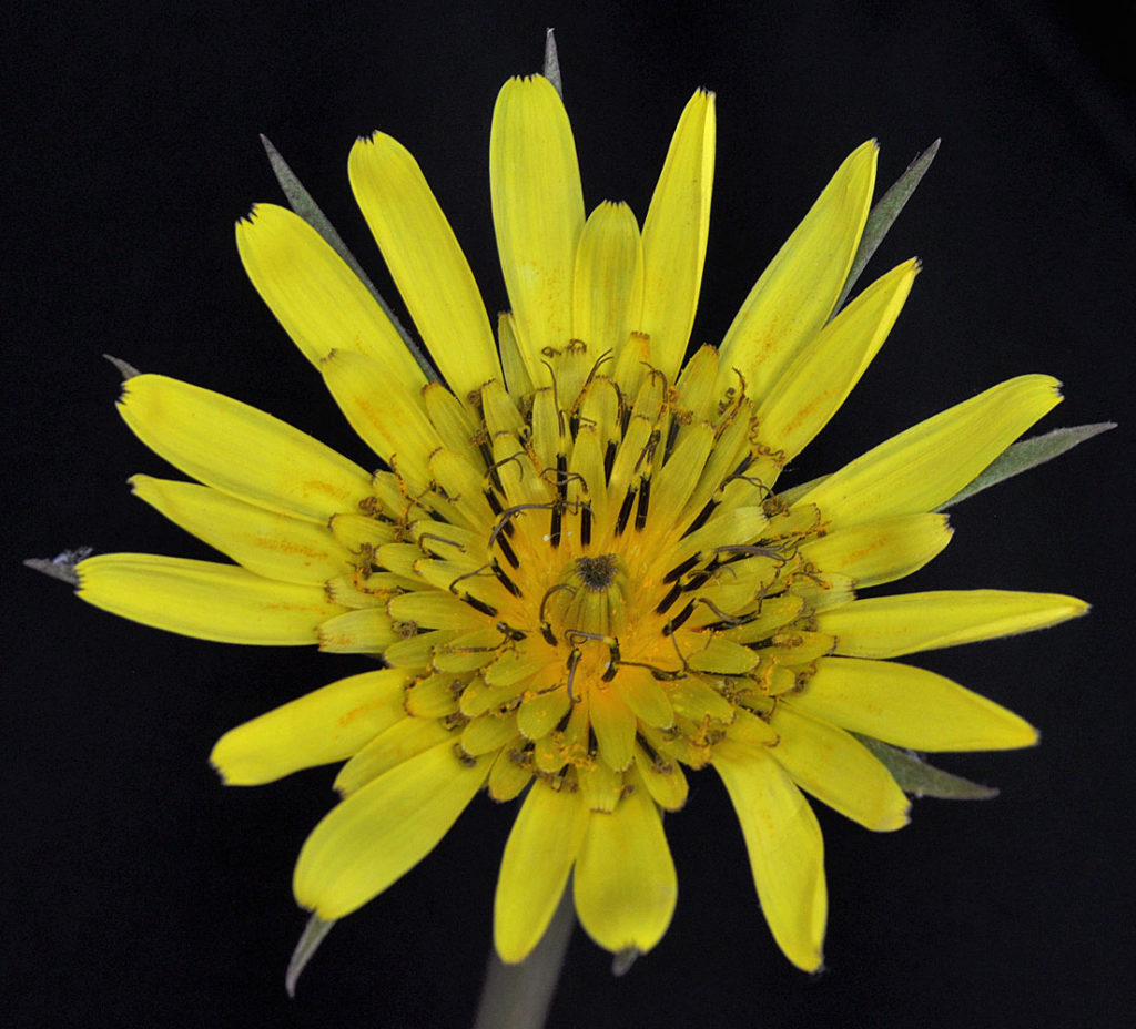 Flora of Eastern Washington Image: Tragopogon miscellus center of flower brighter
