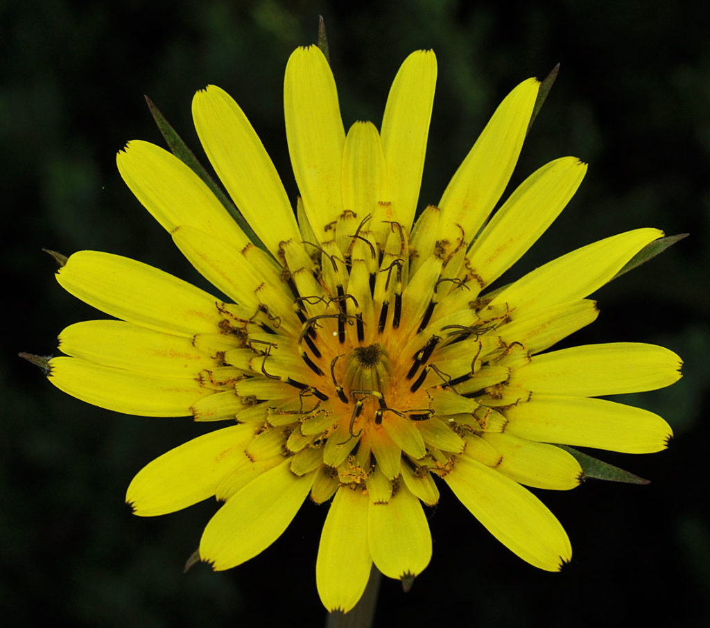Flora of Eastern Washington Image: Tragopogon miscellus center of flower