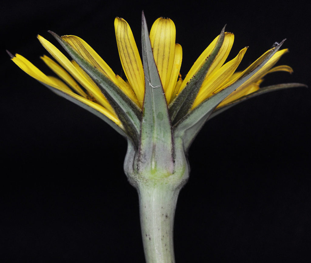 Flora of Eastern Washington Image: Tragopogon miscellus side profile of flower