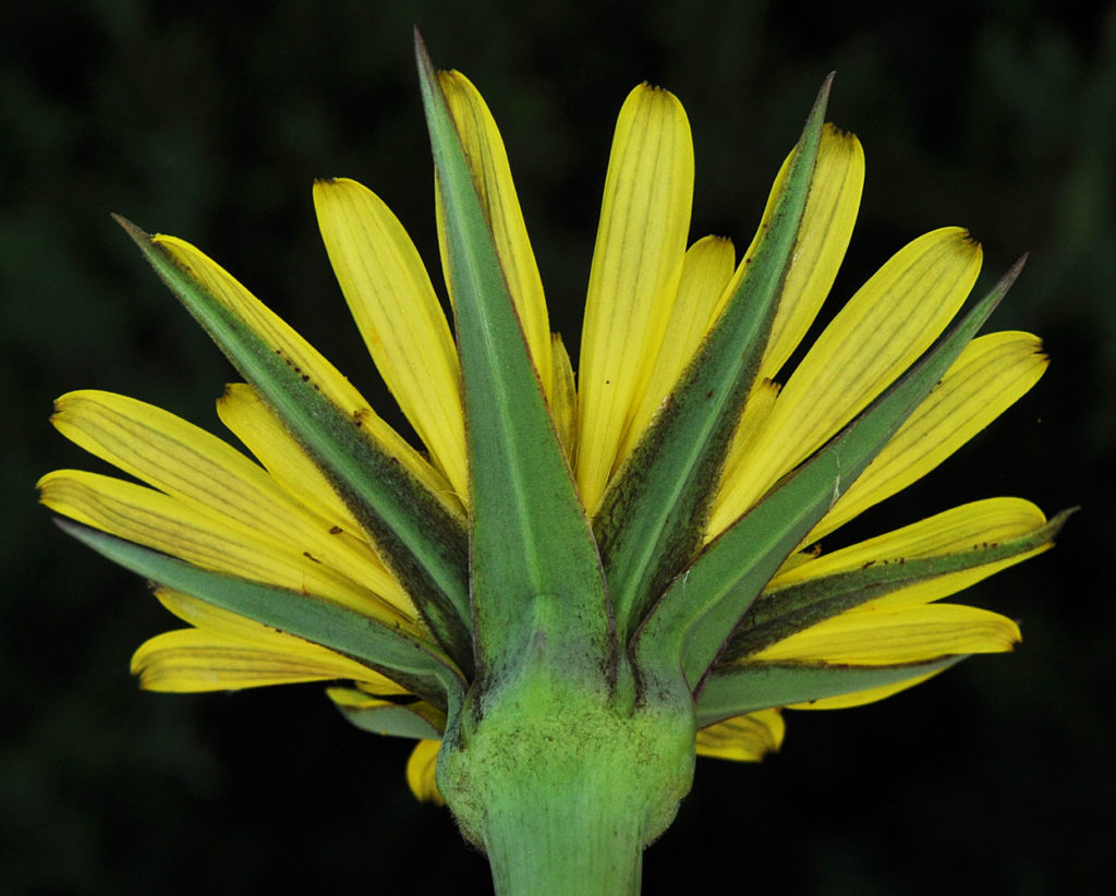 Flora of Eastern Washington Image: Tragopogon miscellus underside of flower