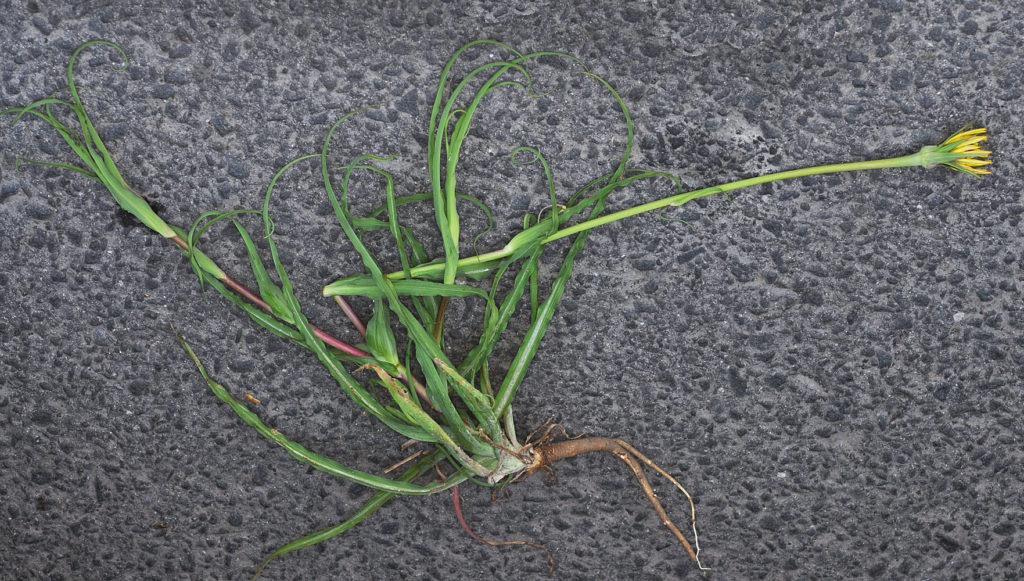 Flora of Eastern Washington Image: Tragopogon miscellus rooted in nature