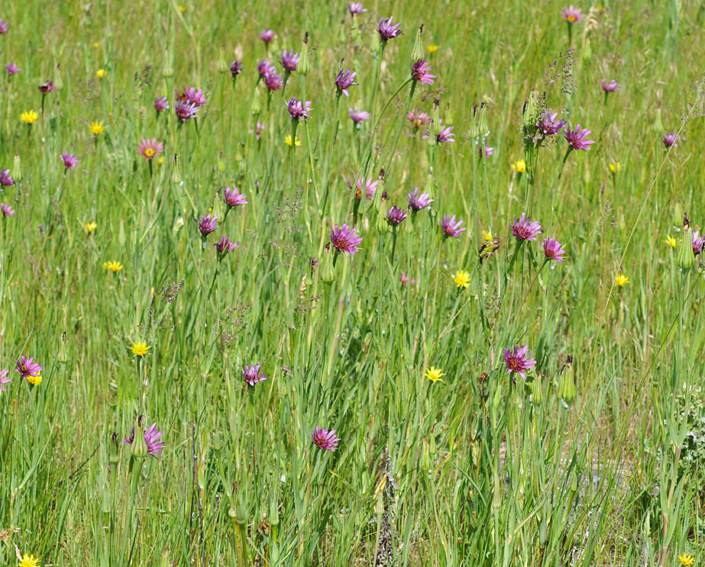 Flora of Eastern Washington Image: Tragopogon dubius full plant many flowers in nature