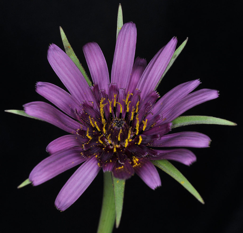 Flora of Eastern Washington Image: Tragopogon porrifolius center of flower brighter