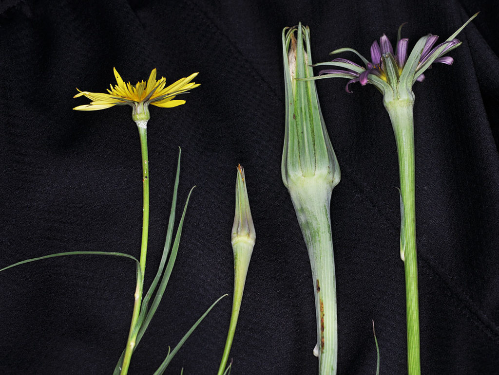 Flora of Eastern Washington Image: Tragopogon mirus zoomed in on three rooted