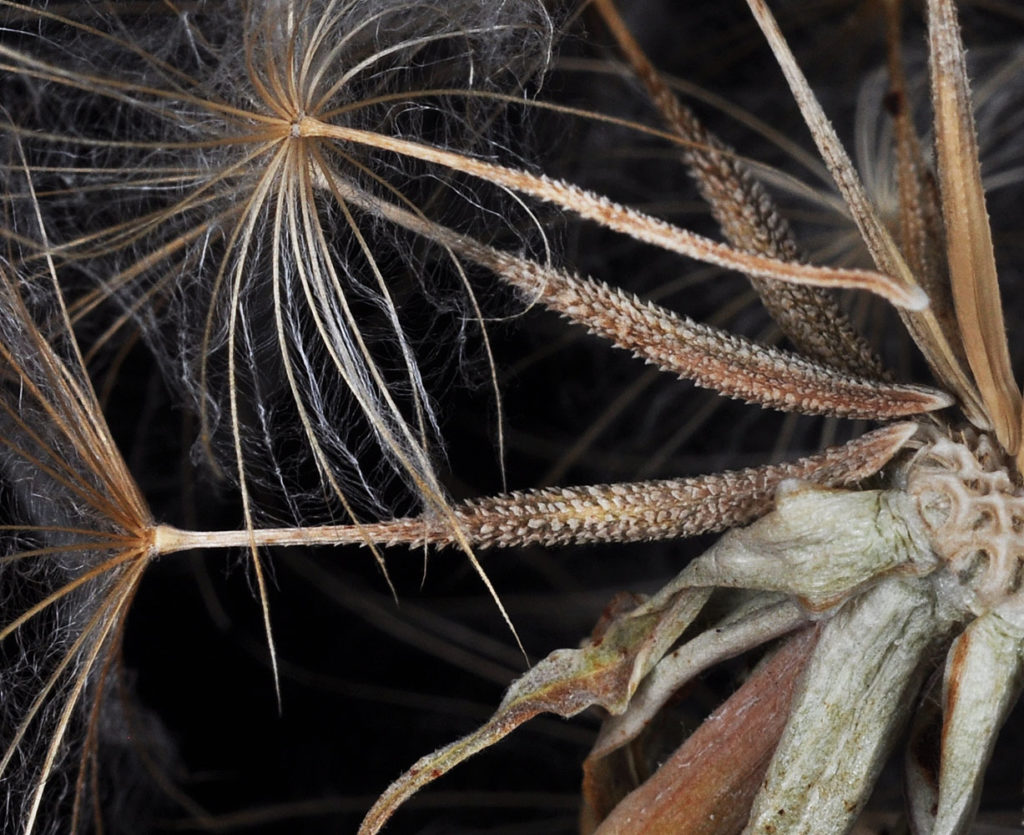 Flora of Eastern Washington Image: Tragopogon pratensis side profile of stem