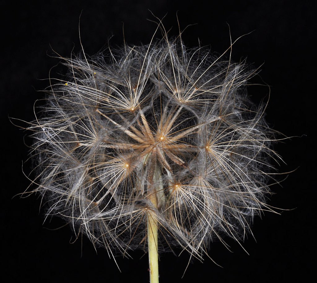 Flora of Eastern Washington Image: Tragopogon pratensis thing strands of the flower