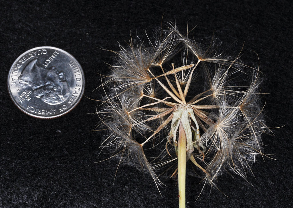 Flora of Eastern Washington Image: Tragopogon pratensis next to a quarter