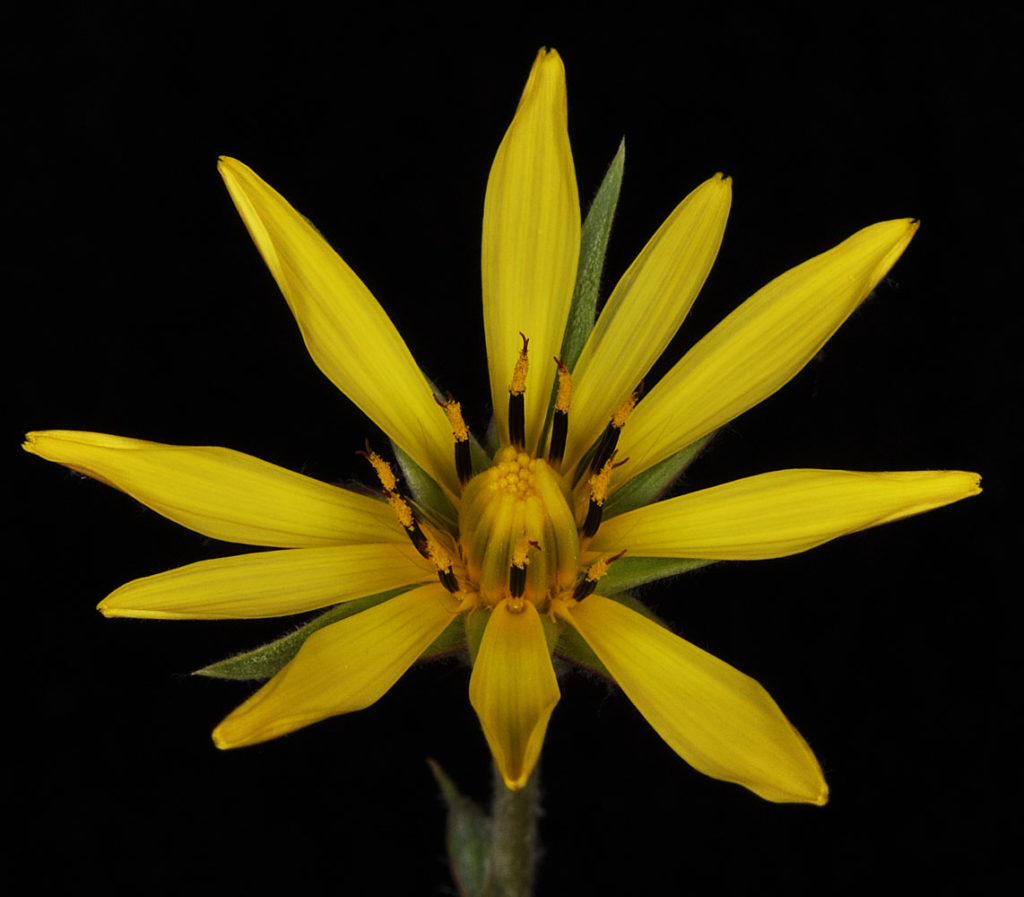 Flora of Eastern Washington Image: Tragopogon pratensis front view of flower bloomed