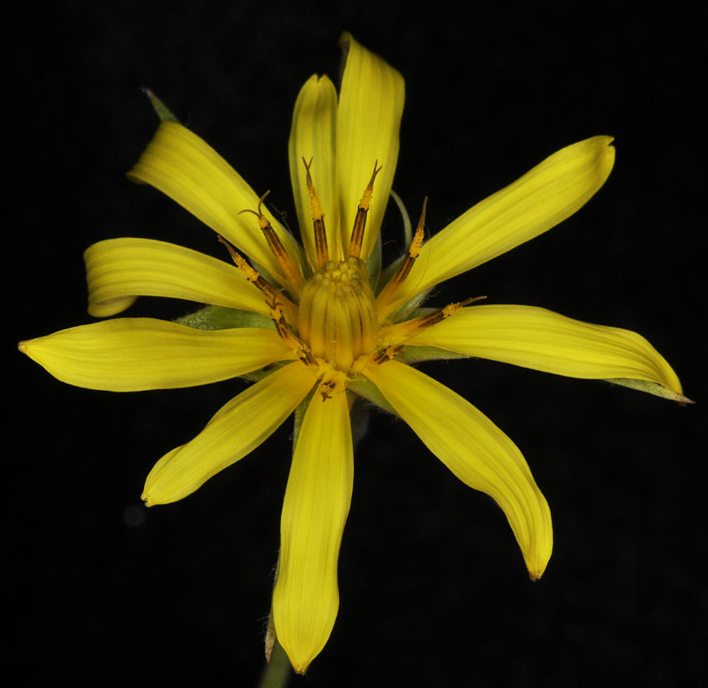 Flora of Eastern Washington Image: Tragopogon pratensis flower bloomed