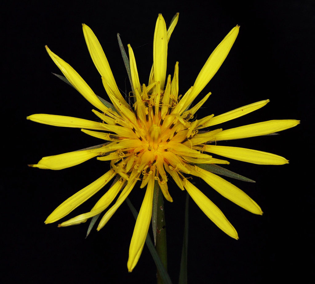 Flora of Eastern Washington Image: Tragopogon pratensis flower front view