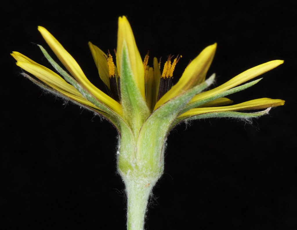 Flora of Eastern Washington Image: Tragopogon pratensis side profile of bloomed flower