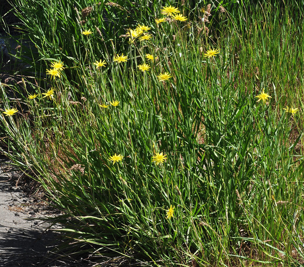 Flora of Eastern Washington Image: Tragopogon pratensis full plant in nature