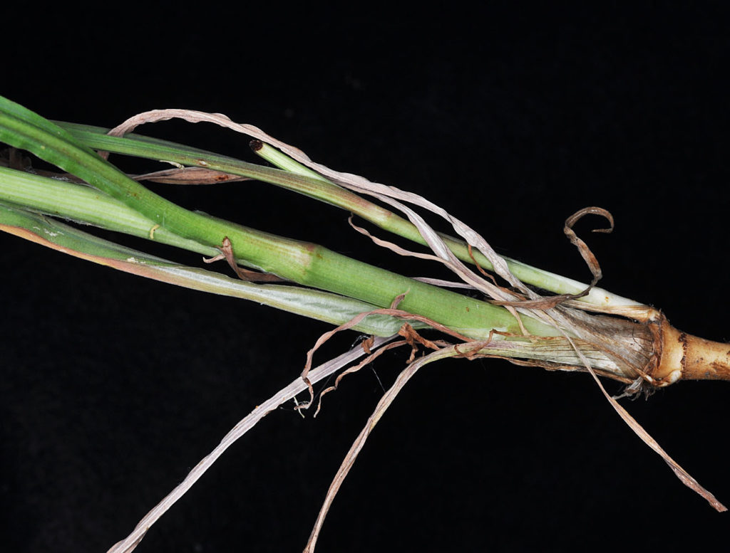 Flora of Eastern Washington Image: Tragopogon pratensis stem thickerr zoomed in