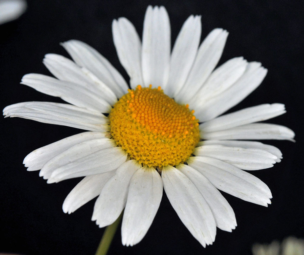 Flora of Eastern Washington Image: Tripleurospermum inodorum flower center with petals