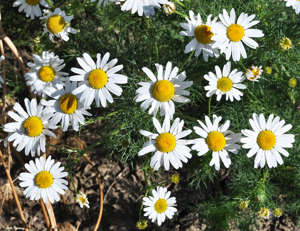 Flora of Eastern Washington Image: Tripleurospermum inodorum top view of flower in nature
