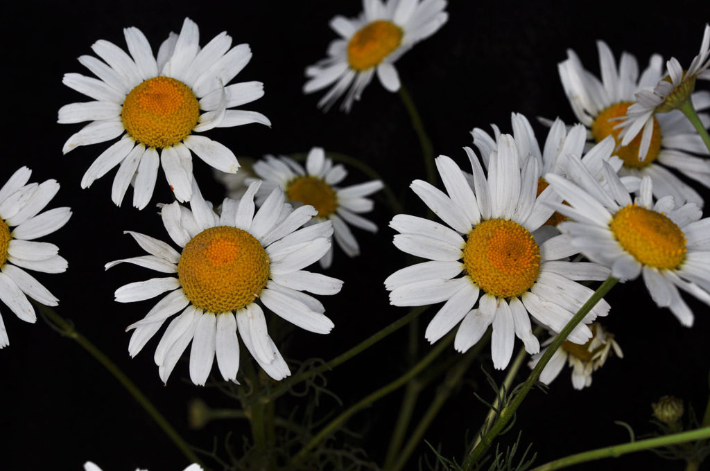 Flora of Eastern Washington Image: Tripleurospermum inodorum 5 flowers in lab