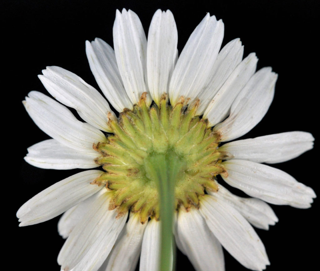 Flora of Eastern Washington Image: Tripleurospermum inodorum behind of flower