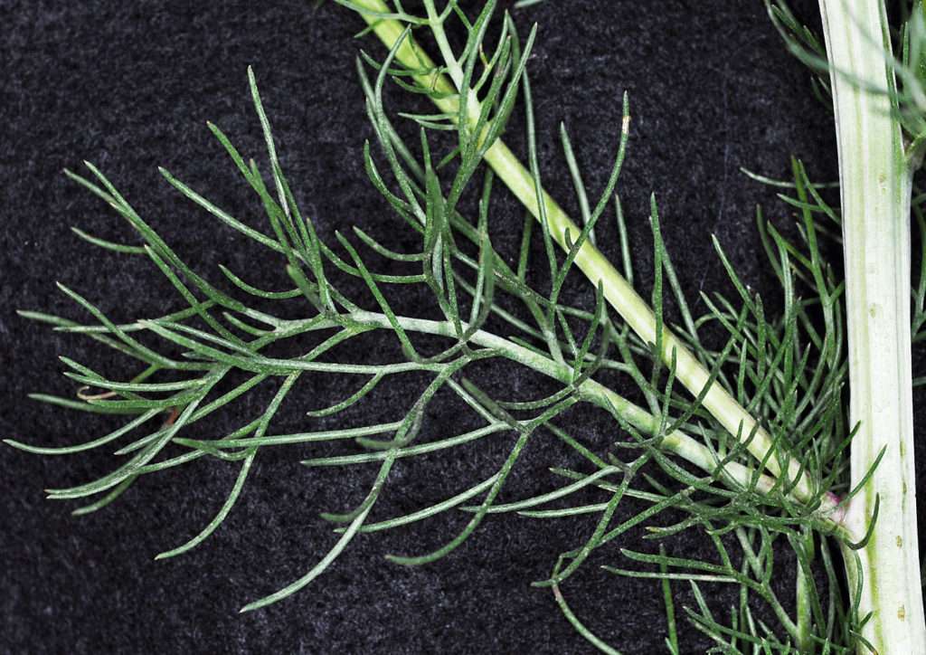 Flora of Eastern Washington Image: Tripleurospermum inodorum stems branched off