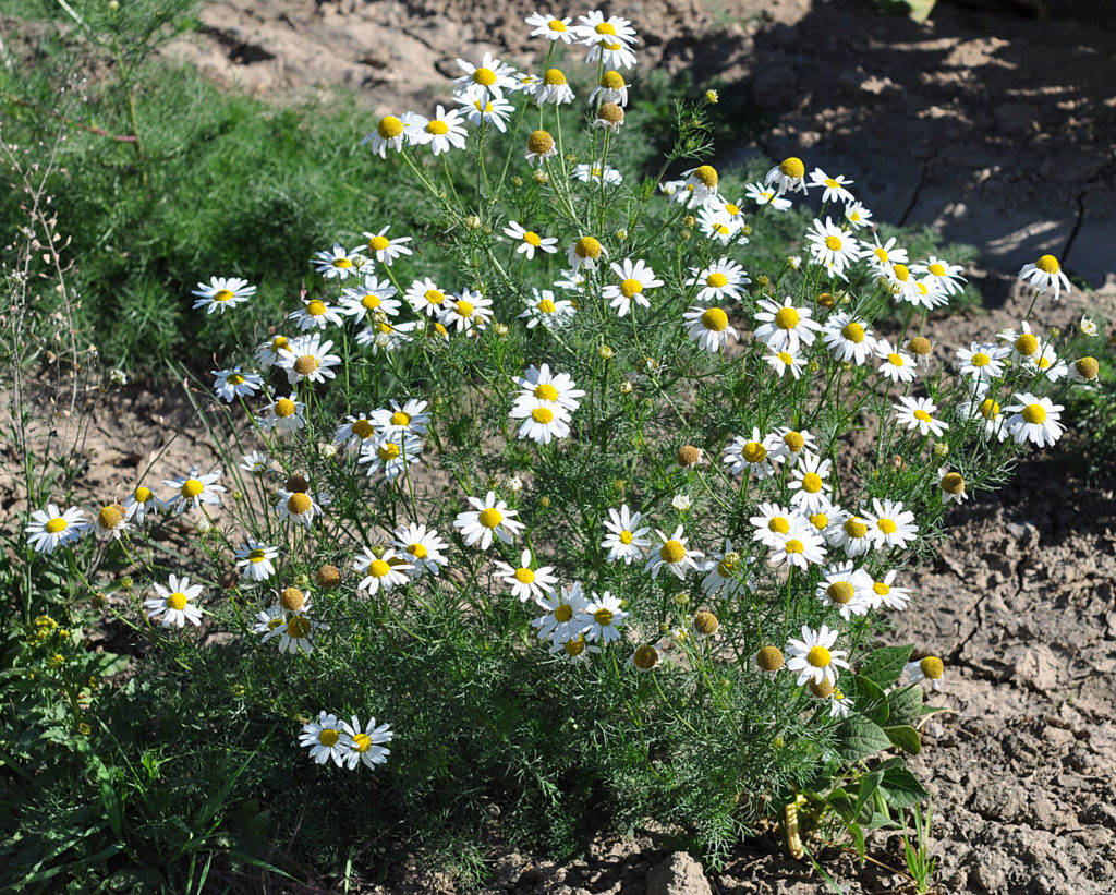 Flora of Eastern Washington Image: Tripleurospermum inodorum full plant in nature