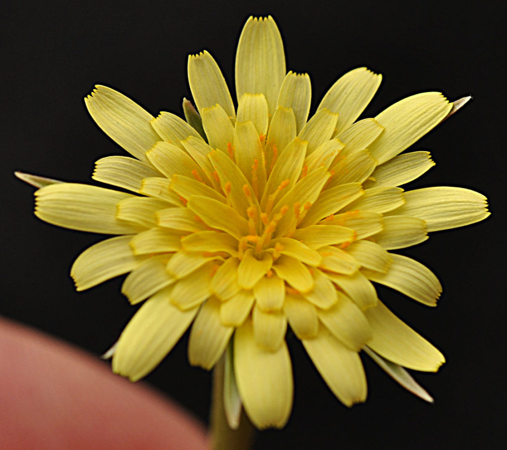 Flora of Eastern Washington Image: Uropappus lindleyi flower