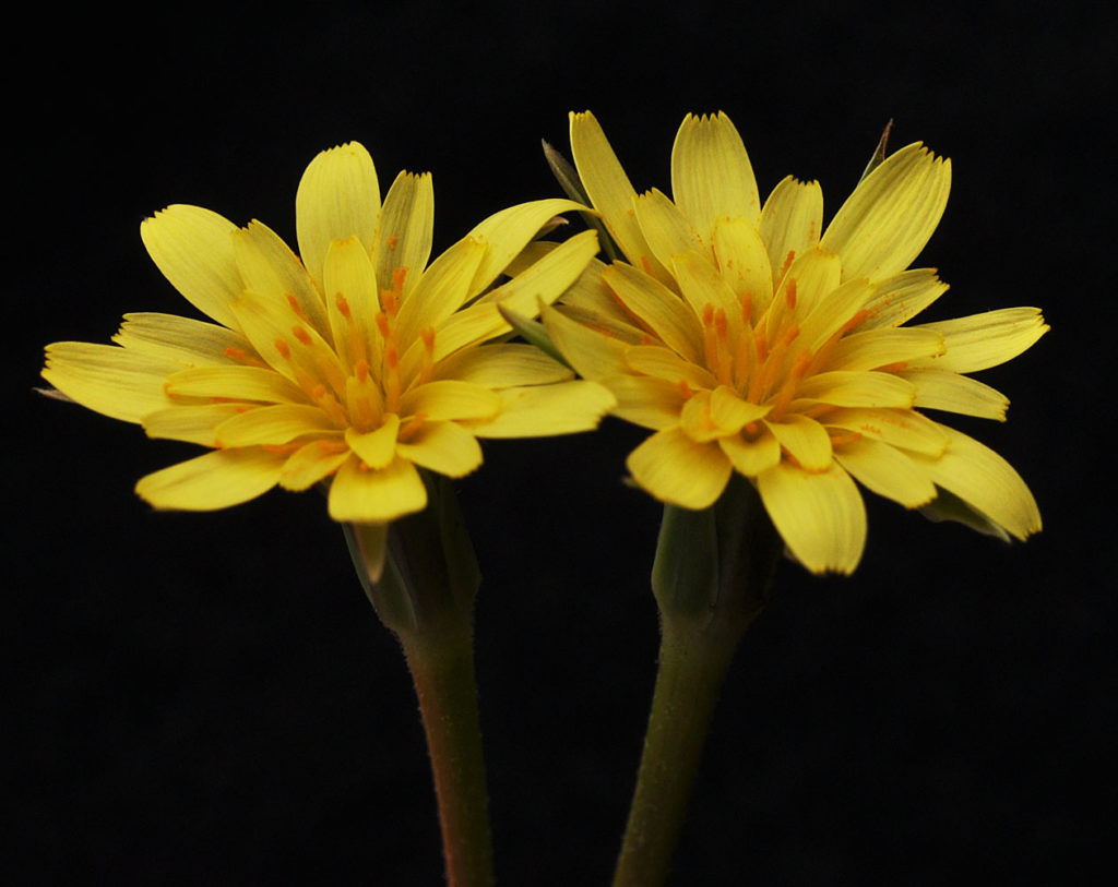 Flora of Eastern Washington Image: Uropappus lindleyi two flowers