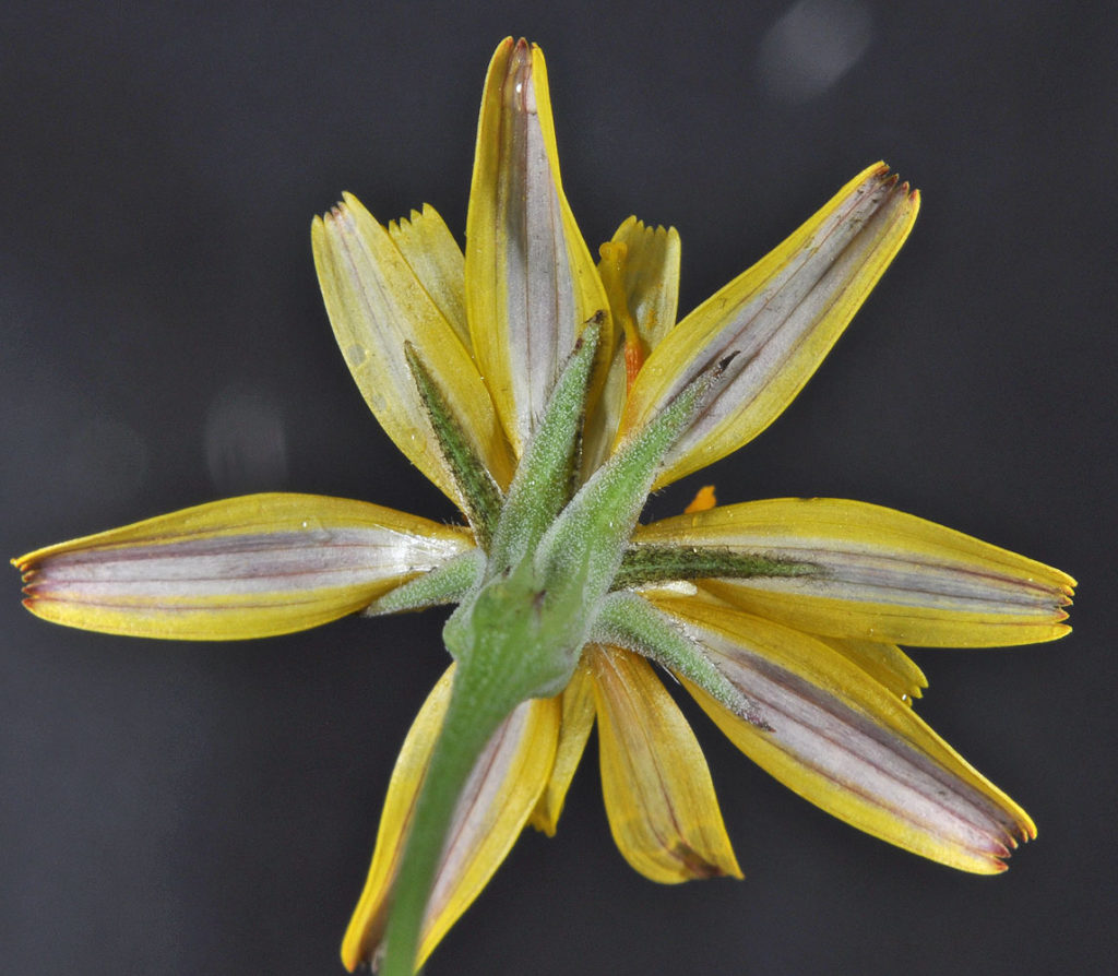 Flora of Eastern Washington Image: Uropappus lindleyi flower behind