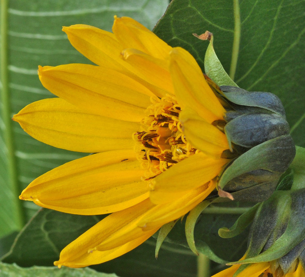 Flora of Eastern Washington Image: Wyethia amplexicaule flower zoomed natuyre