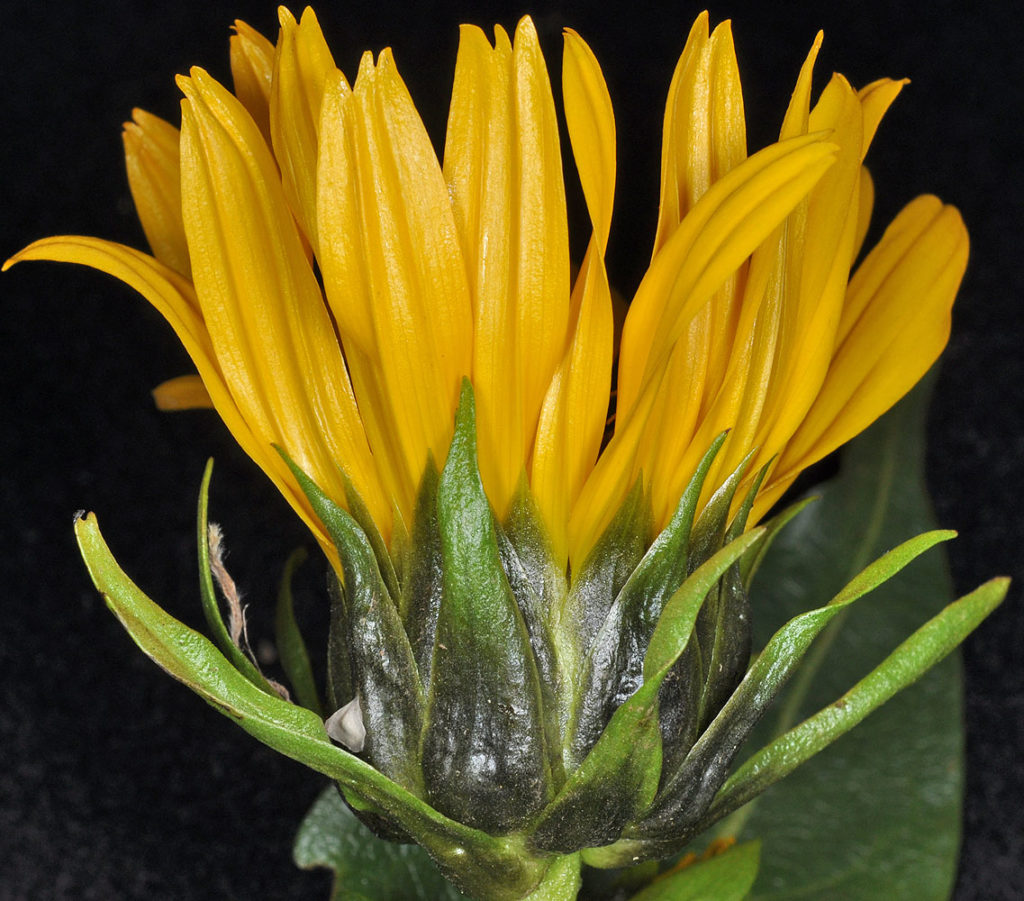 Flora of Eastern Washington Image: Wyethia amplexicaule zoomed in profile in lab