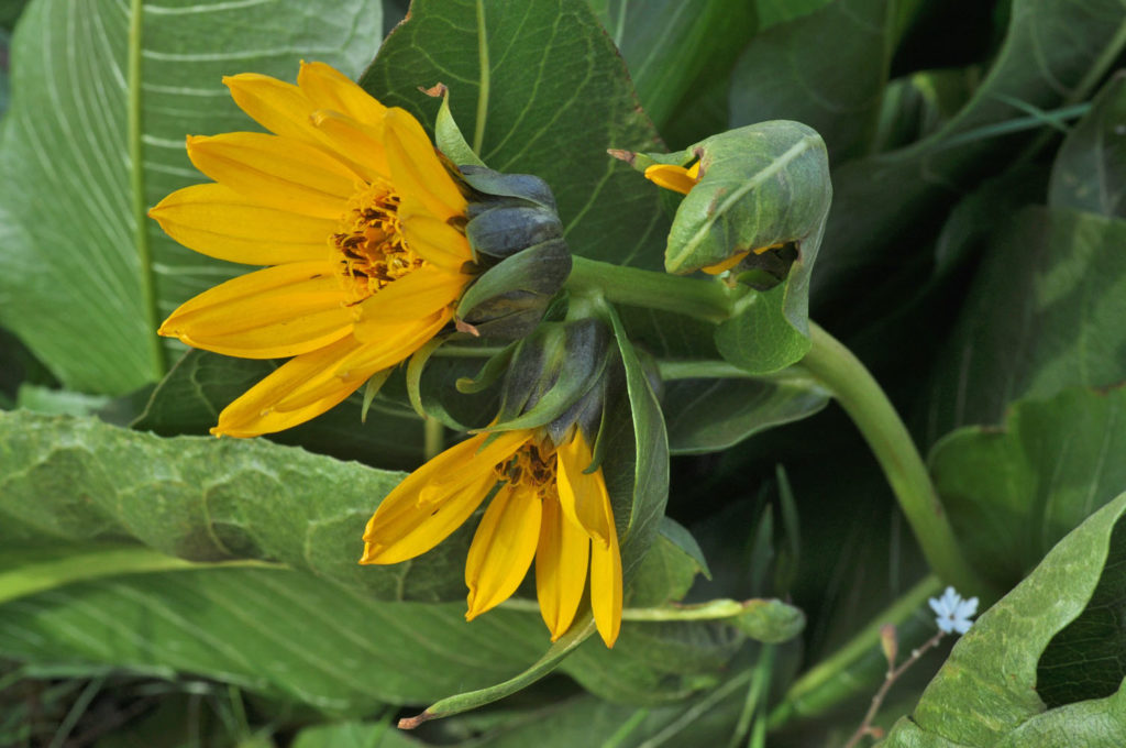 Flora of Eastern Washington Image: Wyethia amplexicaule flower in nature