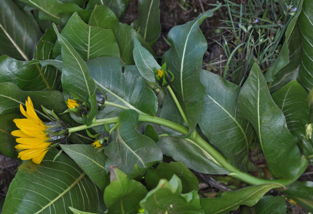 Flora of Eastern Washington Image: Wyethia amplexicaule leafes on the ground