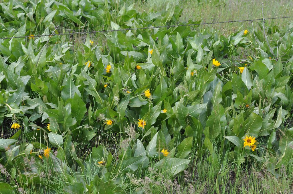 Flora of Eastern Washington Image: Wyethia amplexicaule large gathering of plant in nature