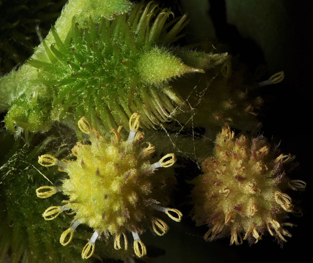 Flora of Eastern Washington Image: Xanthium strumarium zoomed
